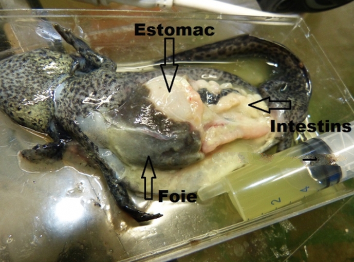 Showing most organs suffered from severe infection and started to shut down