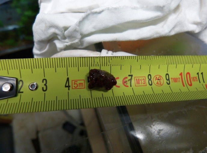 The piece of gravel that was removed from stomach that caused its death
