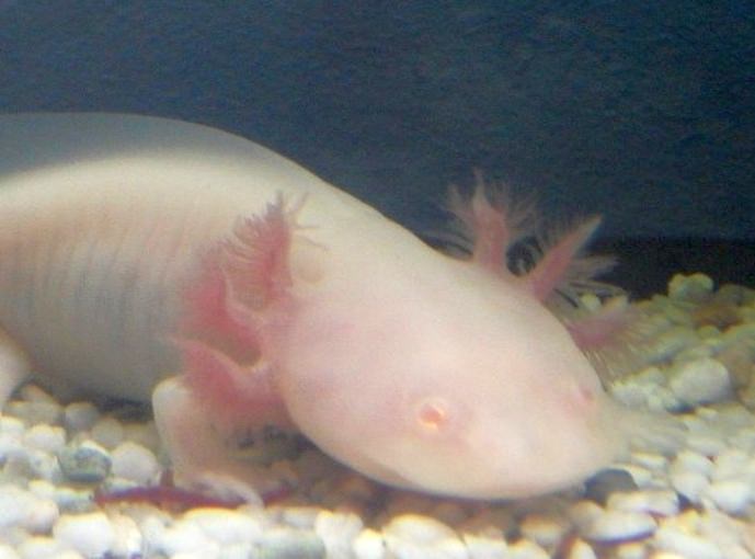 Albino