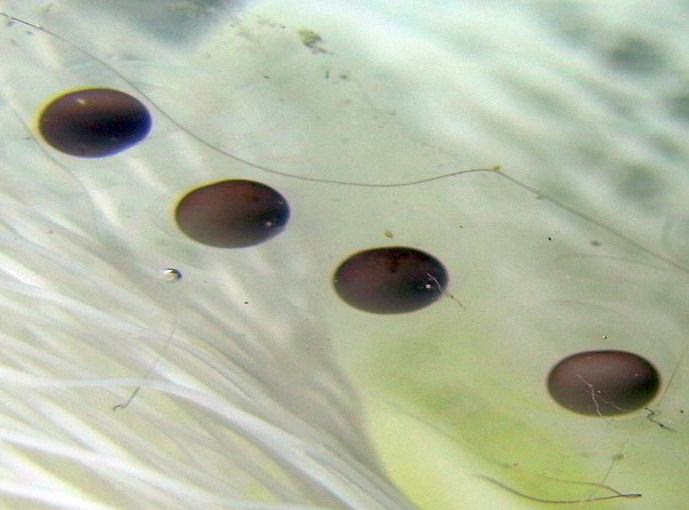 Manchester Axolotls .. Egg Development