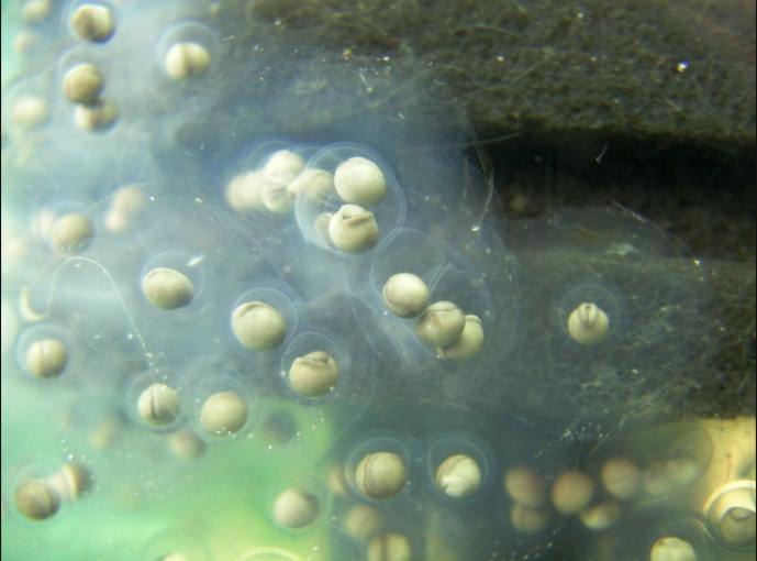 Manchester Axolotls .. Egg Development