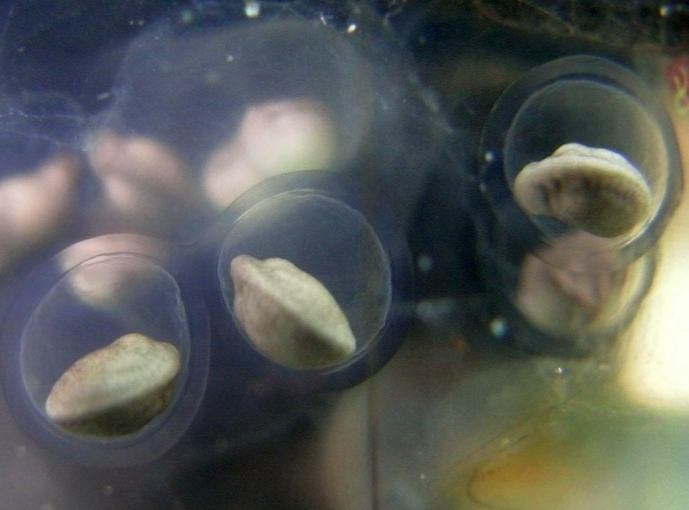 Manchester Axolotls .. Egg Development