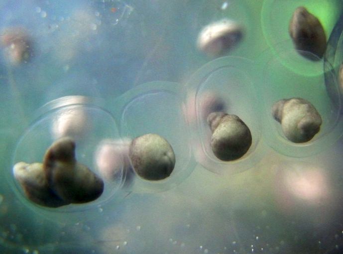 Manchester Axolotls .. Egg Development