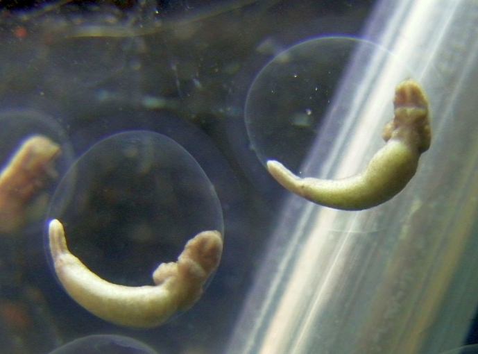 Manchester Axolotls .. Egg Development