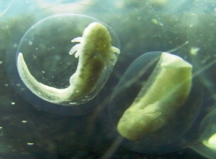 Manchester Axolotls .. Egg Development