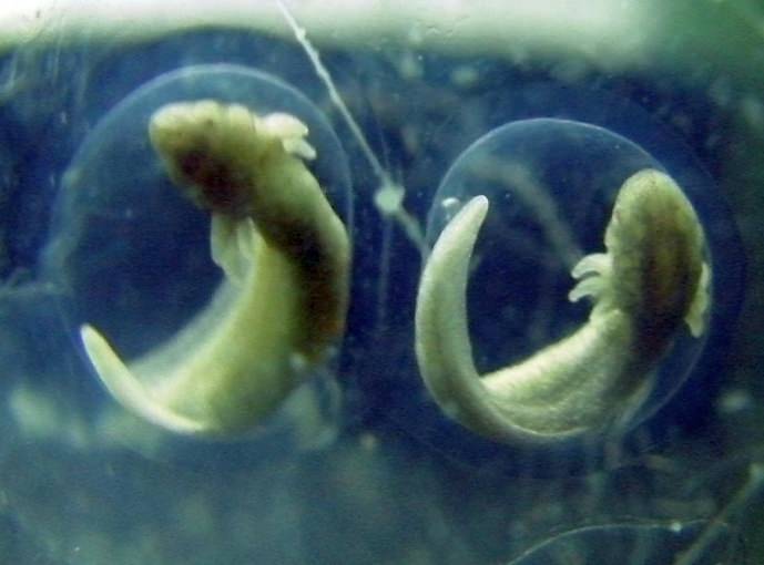 Manchester Axolotls .. Egg Development