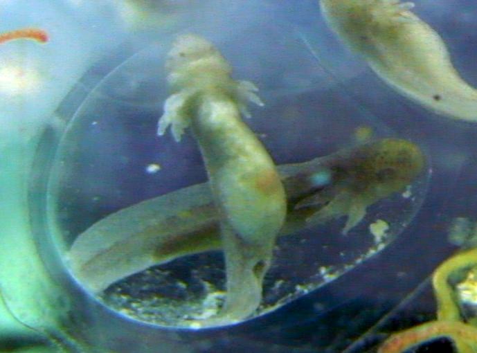 Manchester Axolotls .. Egg Development