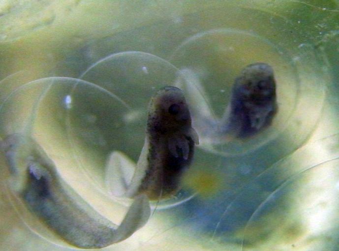 Manchester Axolotls .. Egg Development