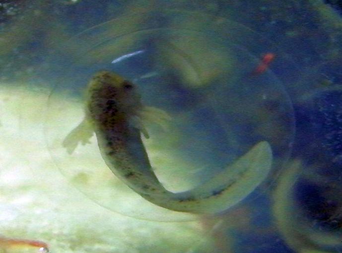 Manchester Axolotls .. Egg Development