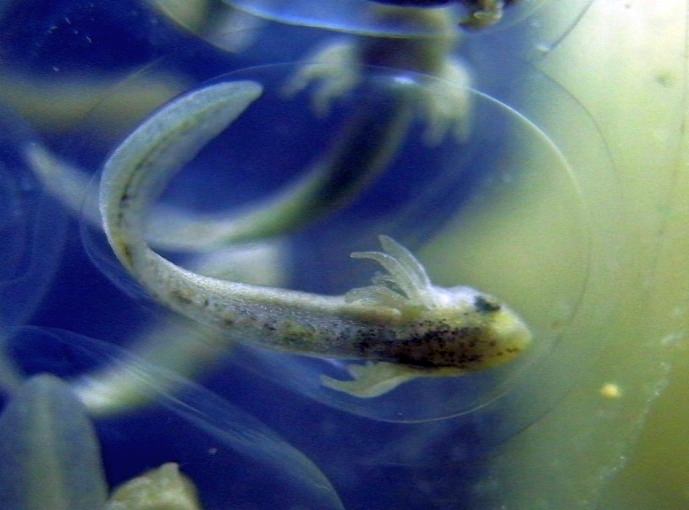 Manchester Axolotls .. Egg Development