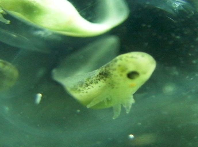 Manchester Axolotls .. Egg Development