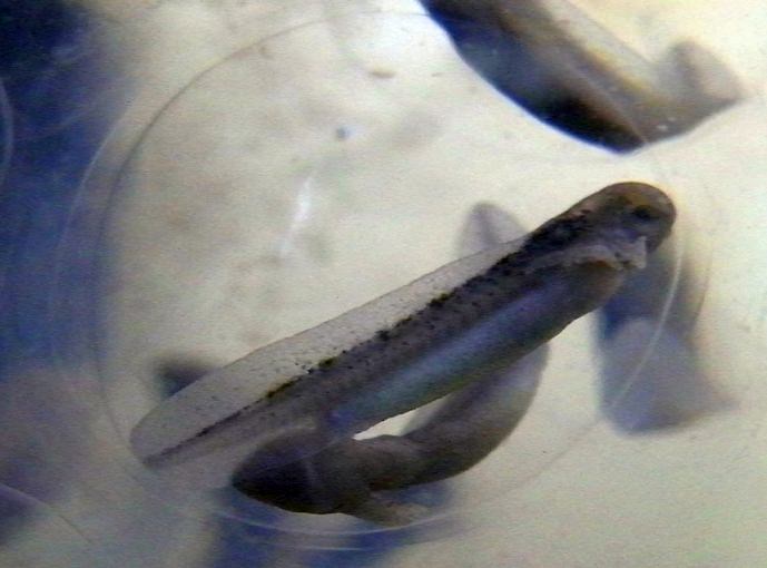 Manchester Axolotls .. Egg Development