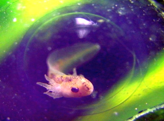 Manchester Axolotls .. Egg Development