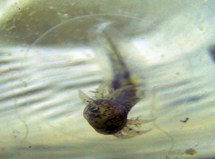 Manchester Axolotls .. Egg Development