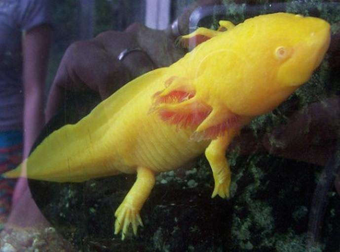 Golden Albino