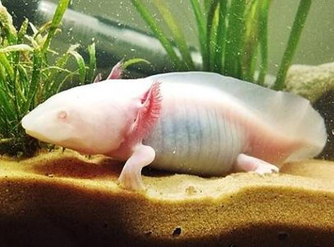 White Albino